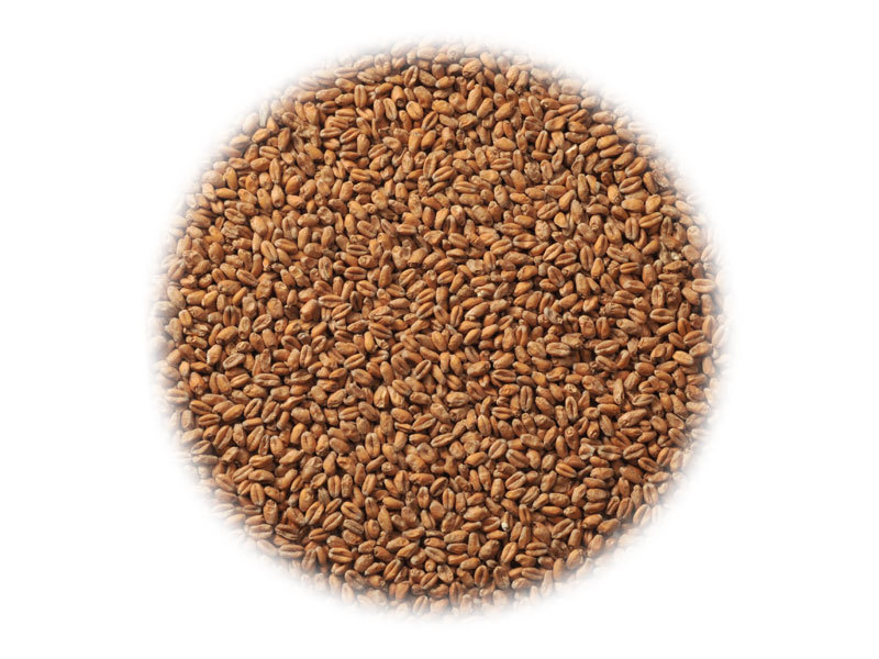 картинка Солод Пшеничный, Курский от магазина Мангалторг