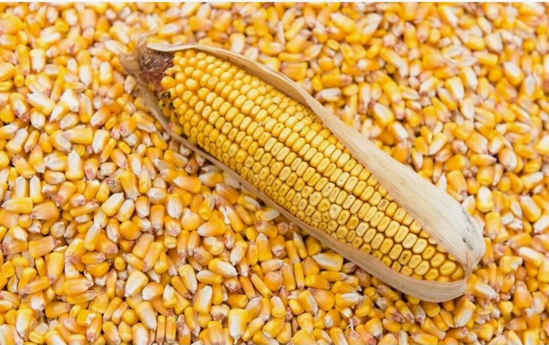 картинка Кукуруза экструдированная, (1кг) от магазина Мангалторг